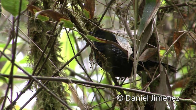 Variable Antshrike - ML201957141