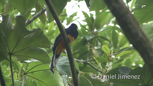 Trogon à queue blanche - ML201957161