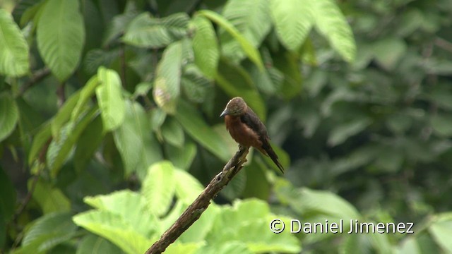 Cliff Flycatcher (Cliff) - ML201957231