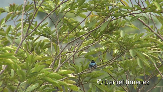 Dacnis Carinegro (lineata) - ML201957241