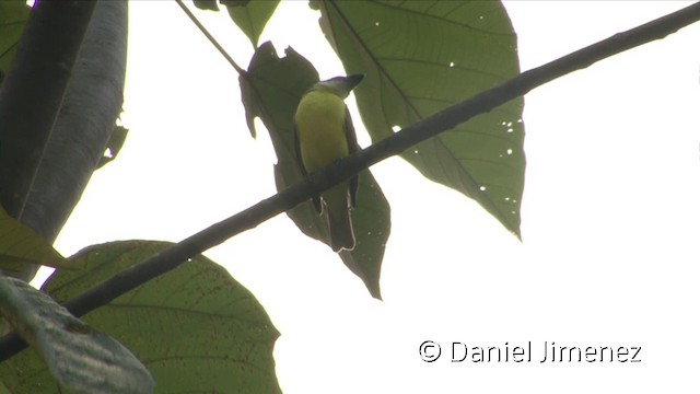 Boat-billed Flycatcher (South American) - ML201957271