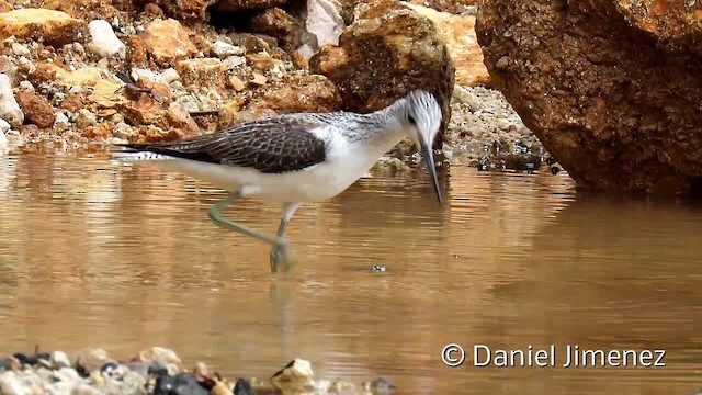 Common Greenshank - ML201957281