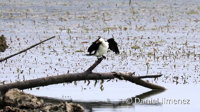 Little Pied Cormorant - ML201957301