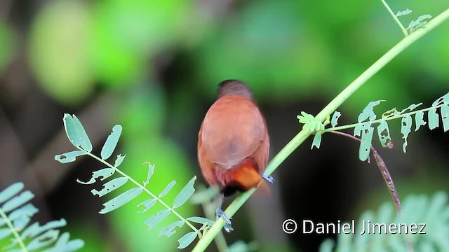 Chestnut Munia (Chestnut) - ML201957321