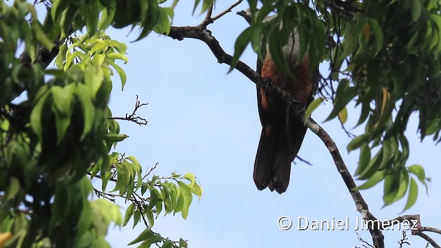 Micronesian Imperial-Pigeon - ML201957391