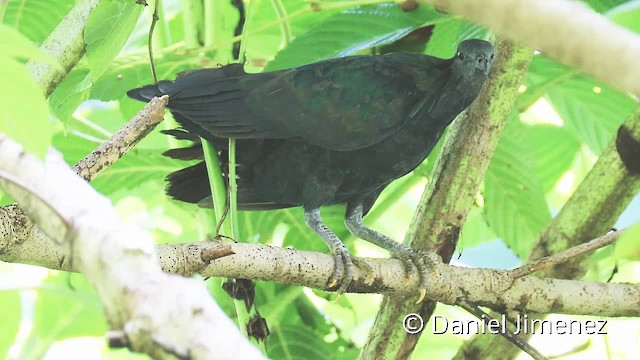 Nicobar Pigeon - ML201957431