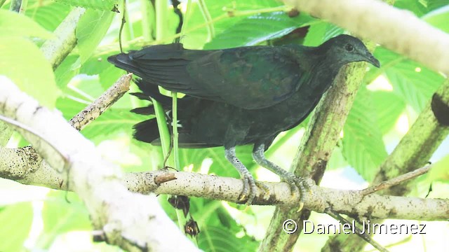 Nicobar Pigeon - ML201957441