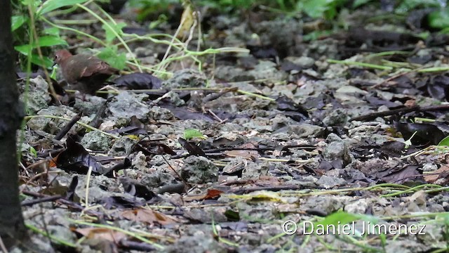 Palau Ground Dove - ML201957591