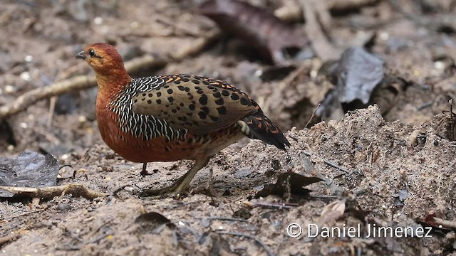 Ferruginous Partridge - ML201957601