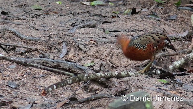 Ferruginous Partridge - ML201957611