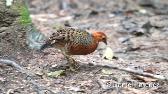 Ferruginous Partridge - ML201957621