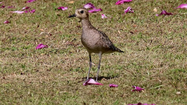 Pacific Golden-Plover - ML201957681