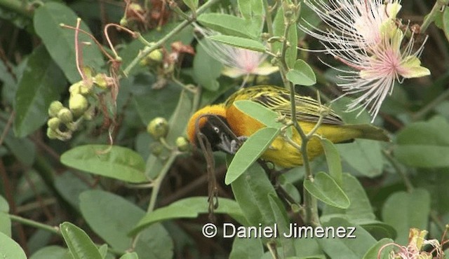 Lesser Masked-Weaver - ML201957761