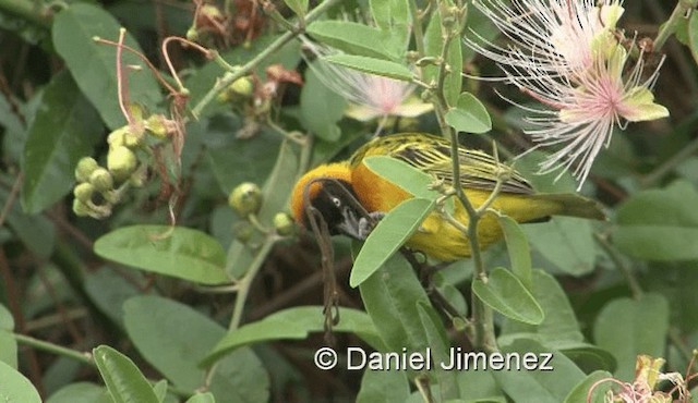 Lesser Masked-Weaver - ML201957761