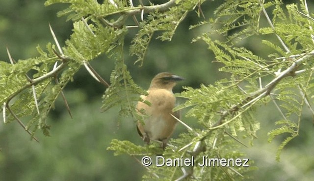 Black-headed Weaver - ML201957801