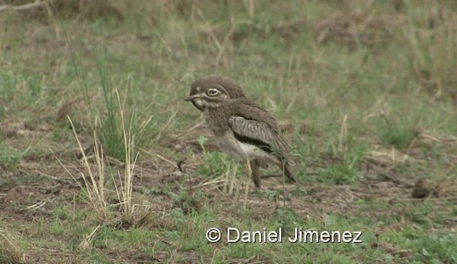 Water Thick-knee - ML201957811