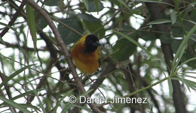 Black-headed Weaver - ML201957841