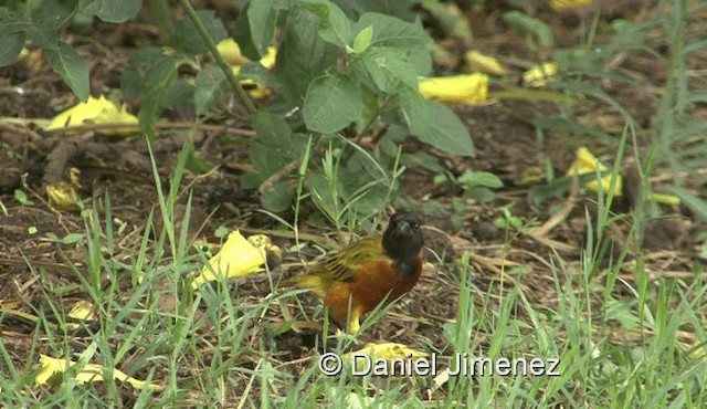 Black-headed Weaver - ML201957861