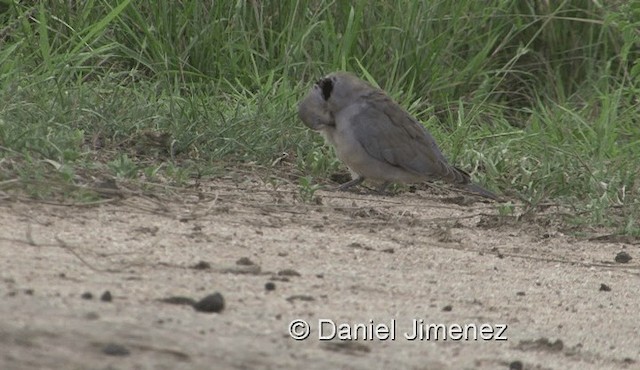 Ring-necked Dove - ML201957871