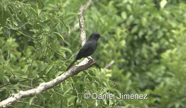 Northern Black-Flycatcher - ML201957901