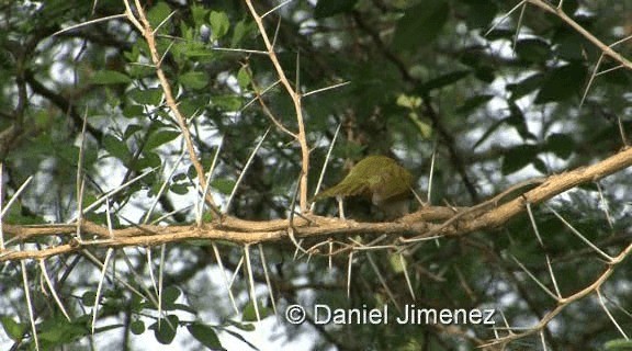 Gray-capped Warbler - ML201957921