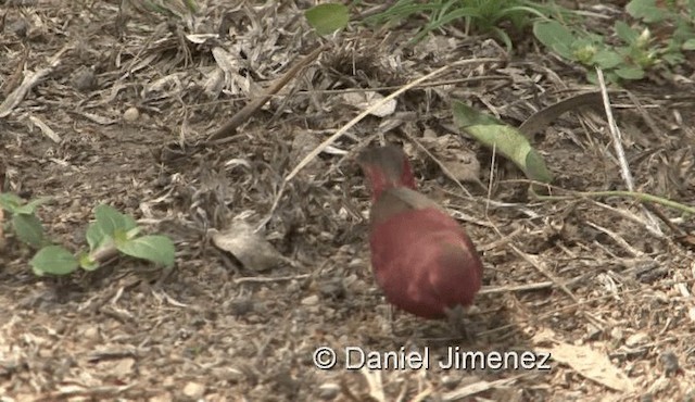 Black-bellied Firefinch - ML201957931