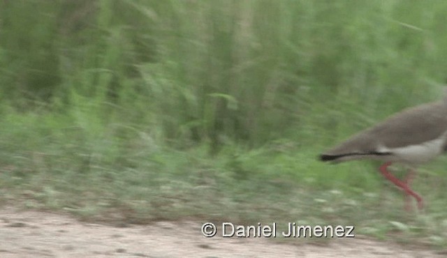 Crowned Lapwing - ML201957941