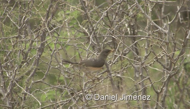 African Thrush (African) - ML201957951