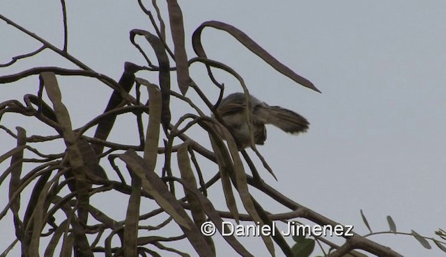 Winding Cisticola - ML201957961