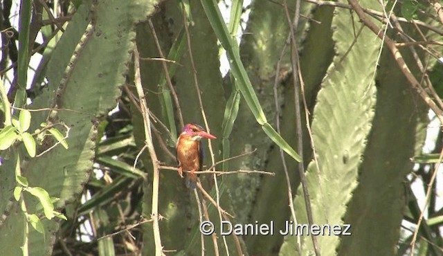 African Pygmy Kingfisher - ML201957971