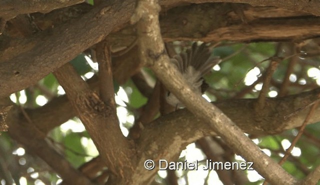 African Blue Flycatcher - ML201957981