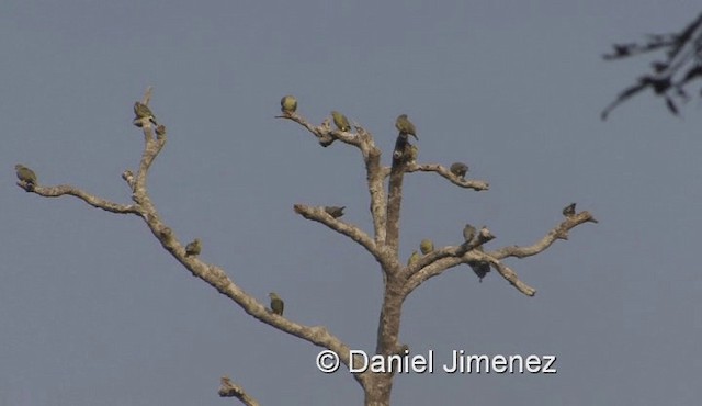 African Green-Pigeon (African) - ML201958001