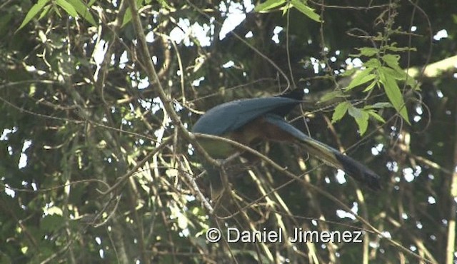 Great Blue Turaco - ML201958021