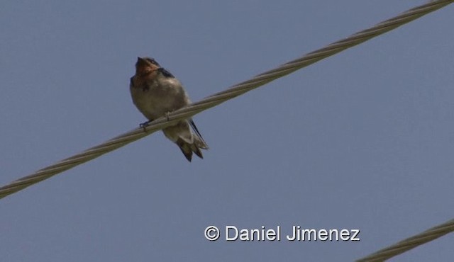 Hirondelle d'Angola - ML201958071