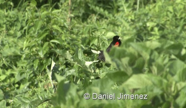 Fan-tailed Widowbird - ML201958111