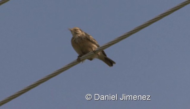 Plain-backed Pipit - ML201958151