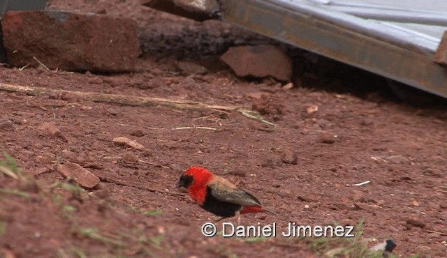 Southern Red Bishop - ML201958171