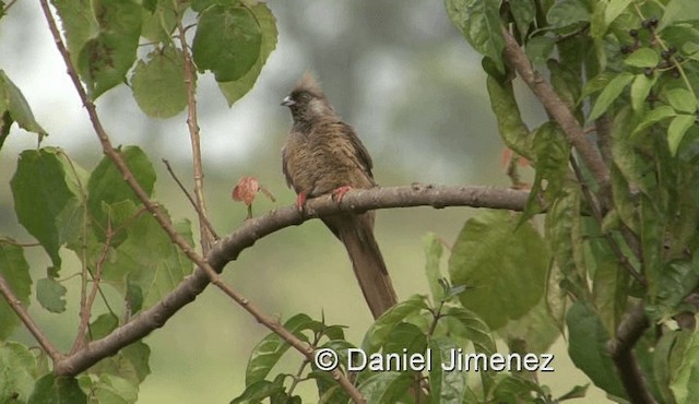 Pájaro Ratón Común - ML201958181