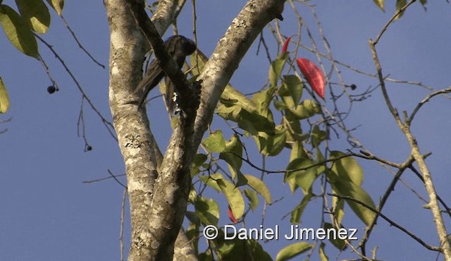 White-headed Sawwing (White-headed) - ML201958191