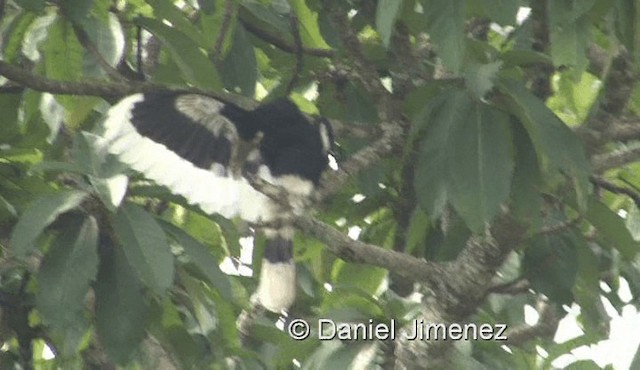 White-thighed Hornbill - ML201958201