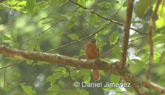 Rufous Flycatcher-Thrush - ML201958251