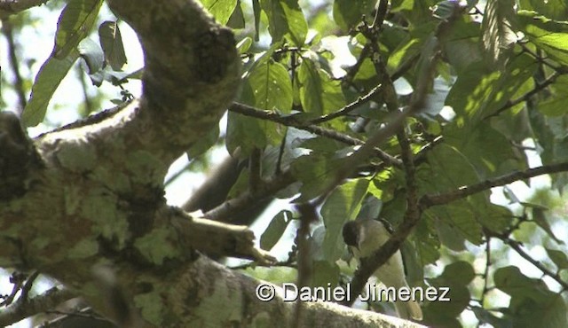 Spotted Greenbul - ML201958271