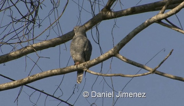 Lizard Buzzard - ML201958311