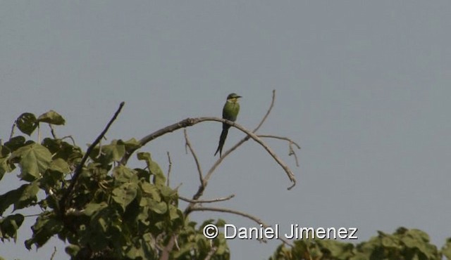 Swallow-tailed Bee-eater - ML201958321
