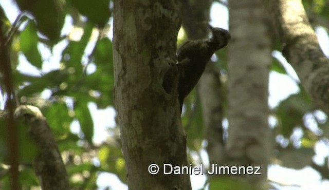 Golden-crowned Woodpecker - ML201958341