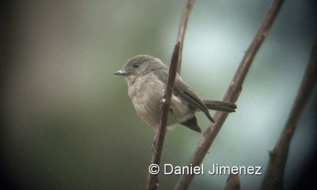 African Dusky Flycatcher - ML201958351