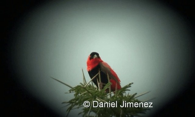 Northern Red Bishop - ML201958381