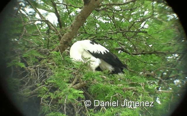 Palm-nut Vulture - ML201958391