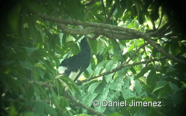 Piping Hornbill (Eastern) - ML201958401