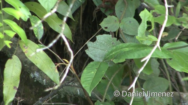 Habia bridé - ML201958421